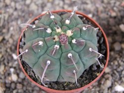 Gymnocalycium vatteri, pot 6,5 cm - 12408370