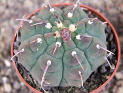 Gymnocalycium vatteri, pot 6,5 cm - 12408371