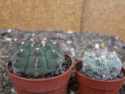 Gymnocalycium vatteri, pot 6,5 cm - 12408372