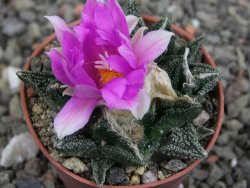 Ariocarpus fissuratus hintonii Matehuala pot 5,5 cm Cites IA - 12408373