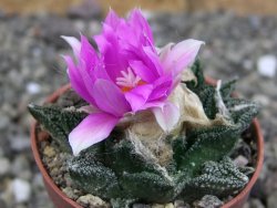 Ariocarpus fissuratus hintonii Matehuala pot 5,5 cm Cites IA - 12408375