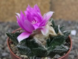 Ariocarpus fissuratus hintonii Matehuala pot 5,5 cm Cites IA - 12408376