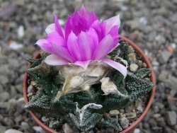 Ariocarpus fissuratus hintonii Matehuala pot 5,5 cm Cites IA