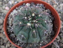 Gymnocalycium vatteri unguispinum, pot 5,5 cm - 12408378