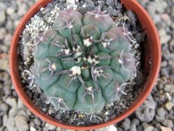 Gymnocalycium vatteri unguispinum, pot 5,5 cm - 12408379
