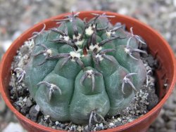 Gymnocalycium vatteri unguispinum, pot 5,5 cm