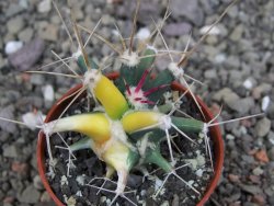 Ferobergia variegata semenáč, pot 5,5 cm