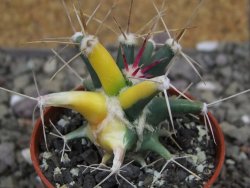 Ferobergia variegata semenáč, pot 5,5 cm - 12408388