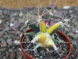 Ferobergia variegata semenáč, pot 5,5 cm - 12408389