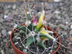 Ferobergia variegata semenáč, pot 5,5 cm - 12408390