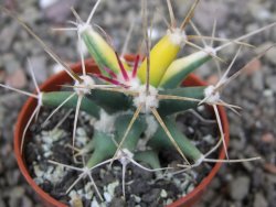 Ferobergia variegata semenáč, pot 5,5 cm - 12408391