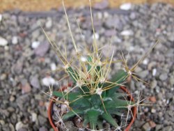 Ferobergia semenáč, pot 5,5 cm - 12408392