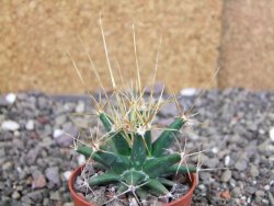 Ferobergia semenáč, pot 5,5 cm