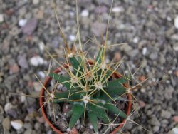 Ferobergia semenáč, pot 5,5 cm - 12408394