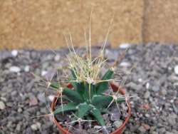 Ferobergia semenáč, pot 5,5 cm - 12408395