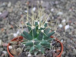 Ferobergia semenáč, pot 5,5 cm