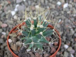 Ferobergia semenáč, pot 5,5 cm - 12408401