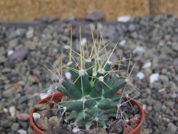 Ferobergia semenáč, pot 5,5 cm - 12408402