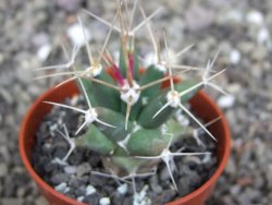 Ferobergia semenáč, pot 5,5 cm - 12408409