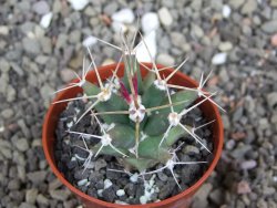 Ferobergia semenáč, pot 5,5 cm - 12408410