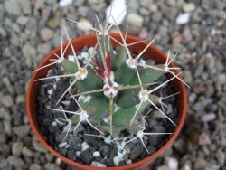 Ferobergia semenáč, pot 5,5 cm - 12408411