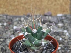 Ferobergia semenáč, pot 5,5 cm