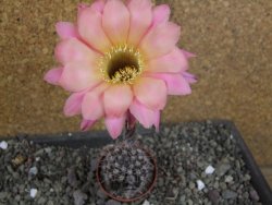 Echinopsis hybrid pot 5,5 cm - 12408423