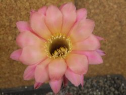 Echinopsis hybrid pot 5,5 cm