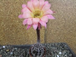 Echinopsis hybrid pot 5,5 cm - 12408425