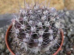 Echinopsis hybrid pot 5,5 cm - 12408426