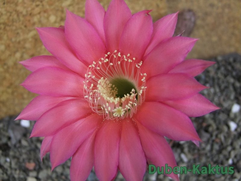Echinopsis hybrid pot 5,5 cm