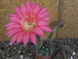 Echinopsis hybrid pot 5,5 cm - 12408427