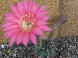 Echinopsis hybrid pot 5,5 cm - 12408429