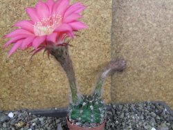 Echinopsis hybrid pot 5,5 cm - 12408430