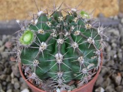 Echinopsis hybrid pot 5,5 cm - 12408431