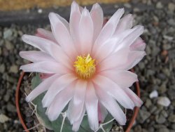 Thelocactus hexaedrophorus major CH 480 - 12408433