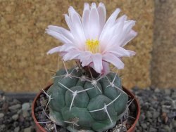 Thelocactus hexaedrophorus major CH 480