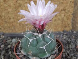 Thelocactus hexaedrophorus major CH 480 - 12408435