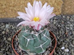Thelocactus hexaedrophorus major CH 480 - 12408436