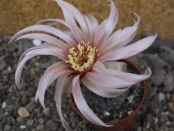 Gymnocalycium berchtii Chaňares, San Luis, pot 5,5 cm - 12408464