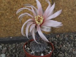 Gymnocalycium berchtii Chaňares, San Luis, pot 5,5 cm