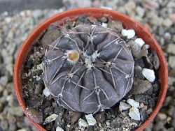 Gymnocalycium berchtii Chaňares, San Luis, pot 5,5 cm - 12408466