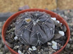 Gymnocalycium berchtii Chaňares, San Luis, pot 5,5 cm - 12408467
