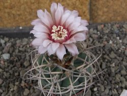 Gymnocalycium cardenasianum JO 604 pot 5,5 cm - 12408468