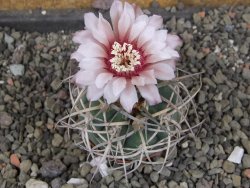 Gymnocalycium cardenasianum JO 604 pot 5,5 cm