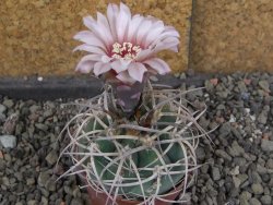 Gymnocalycium cardenasianum JO 604 pot 5,5 cm - 12408470