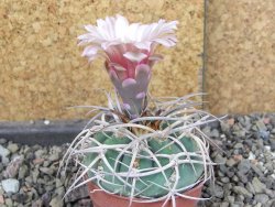 Gymnocalycium cardenasianum JO 604 pot 5,5 cm - 12408471