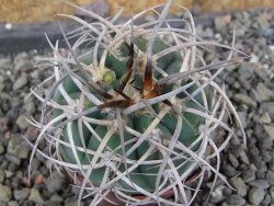 Gymnocalycium cardenasianum JO 604 pot 5,5 cm - 12408472