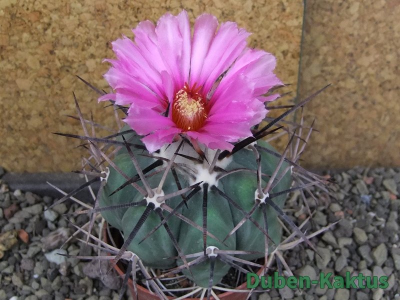 Echinocactus horizonthalonius KKR 81 El Pilar, pot 7 cm