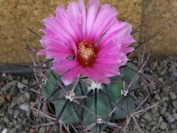 Echinocactus horizonthalonius KKR 81 El Pilar, pot 7 cm - 12408474